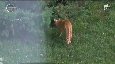 O bunicuță a fost condamnată la închisoare pentru că a hrănit pisicile de pe stradă! „E prima oară când cineva a fost condamnat pentru asta”