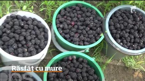 Producţie bogată de mure în judeţul Hunedoara. Ce conțin aceste fructe dulci-acrișoare