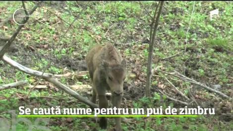Un pui de zimbru din Neamţ va avea parte de un botez inedit! Reprezentaţii rezervaţiei îi caută nume pe internet