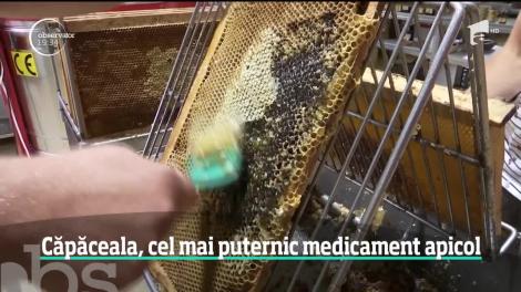 Căpăceala, cel mai puternic medicament apicol