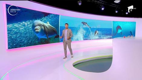 Delfinii au fost sărbătoriţi la Constanţa de ziua lor