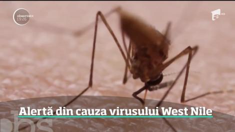 Femeie din Galaţi diagnosticată cu virusul West Nile, după o vacanţă în Delta Dunării