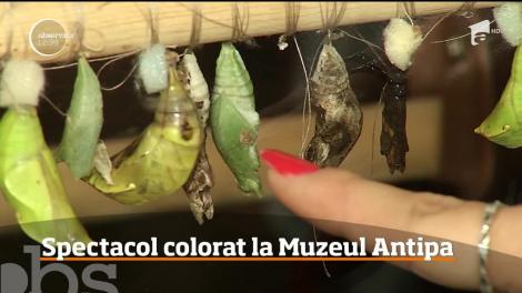 Expoziţie de fluturi tropicali la Muzeul Antipa