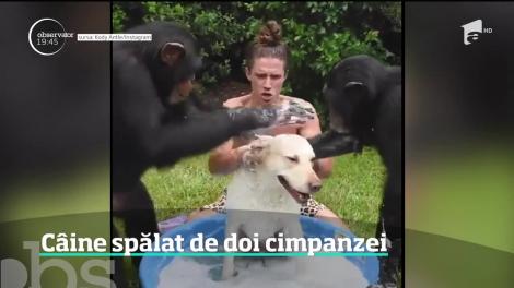Câine spălat de doi cimpanzei
