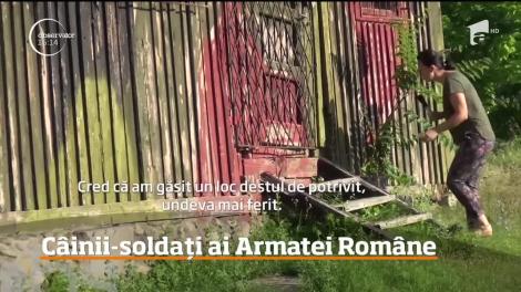 Ei sunt câinii-soldați din Armata Română! Cum arată o zi de antrenament pentru eroii patrupezi (VIDEO)