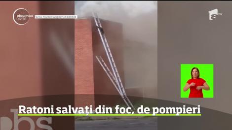 Doi ratoni au fost salvaţi dintr-un incendiu de pompierii din statul american Indiana