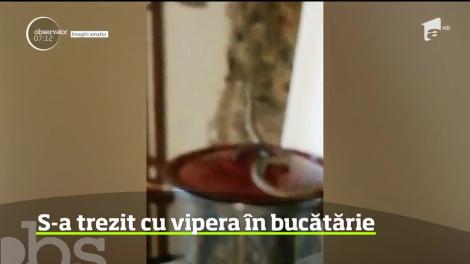 O femeie dntr-o localitate din Caraş-Severin s-a trezit cu o viperă în bucătărie