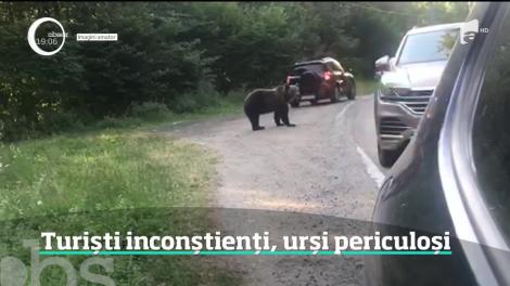 Circulația rutieră pe Transfăgărăşan, blocată de urși! Reacția șoferilor este periculoasă și poate fi sancționată cu amezni usturătoare - Video