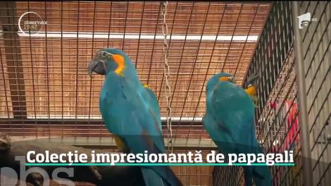 Din dragoste pentru papagali, l-a părăsit soția. Câte exemplare are şi care sunt cele mai ciudate