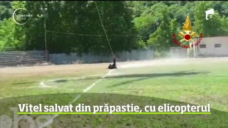 Vițel salvat din prăpastie, cu elicopterul