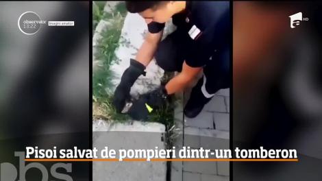 Aruncat la ghenă, ca un gunoi! Un pui de pisică a fost salvat de un pompier care a coborât și l-a căutat pintre mormanele de deșeuri