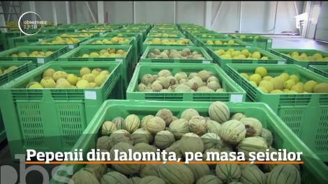 Pepenii cultivaţi în Ialomiţa, pe mesele şeicilor din Emiratele Arabe