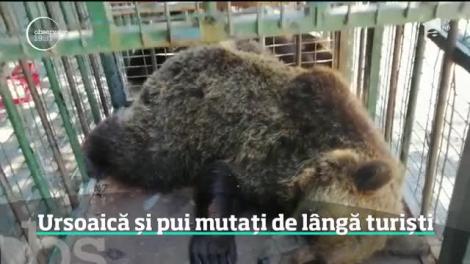 O ursoaică şi cei trei pui ai ei, care mişunau în zona lacului Sfânta Ana, au ajuns în capitivitate