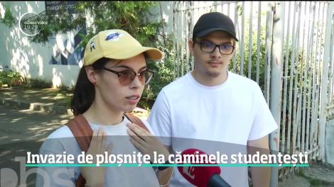 Ploşniţele au invadat căminele studenţeşti din Capitală