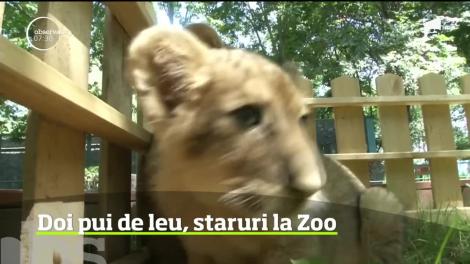 Doi pui de leu, staruri la o Grădină Zoologică din China