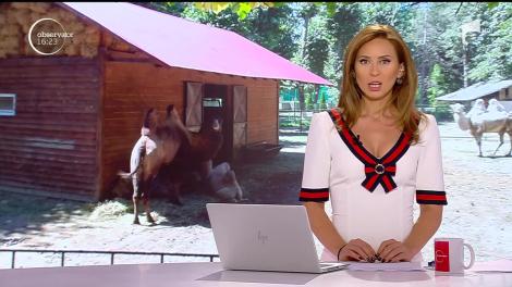 Tratament special pe timp de caniculă pentru animalele de la Grădina Zoologică din Ploieşti