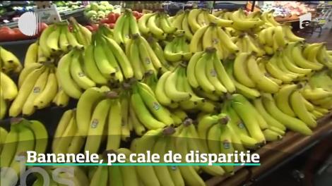 O ciupercă periculoasă afectează culturile de banane din întreaga lume
