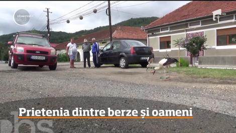 Mai mulţi pui de barză s-au împrietenit cu localnicii dintr-o localitate din judeţul Caraş-Severin