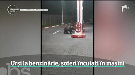 Doi urşi au băgat spaima printre şoferi într-o benzinărie din Azuga