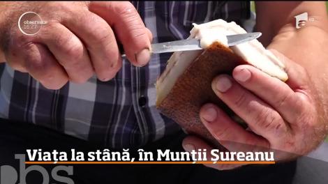 Viaţa la stână, În Munţii Sureanu