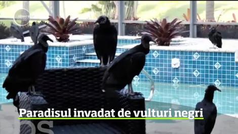 Zeci de vulturi negri au invadat locuinţa de vacanţă a unei familii din Palm Beach - VIDEO