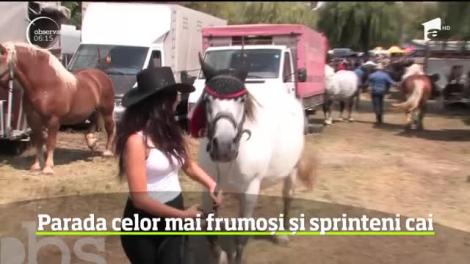 Parada celor mai frumoşi cai