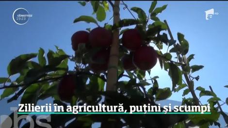 Zilierii în agricultură, puțini și scumpi
