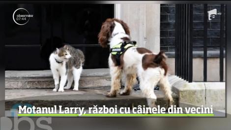 Scandal în centrul Londrei. Motanul Larry, de la reşedinţa premierului britanic, este în război cu câinele ministrului de Interne