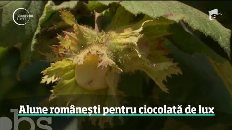 Vestul țării a devenit patria alunelor. România are cea mai mare plantaţie din Europa, însă marfa nu rămâne la noi