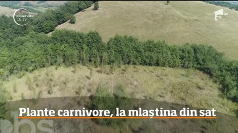 Mlaștina din satul Peșteana are o planta o plantă carnivoră, unică în ţară, din epoca de gheață