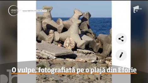Pe o plajă din Eforie Sud, turiştii s-au bucurat de prezenţa unui vizitator neobişnuit, o vulpe