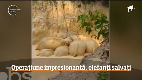 Cinci elefanţi din Malaezia au fost salvaţi după ce au alunecat într-o groapă plină de noroi, din care nu mai aveau cum să iasă