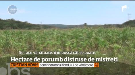 Hectare de porumb din satele din Caraş Severin sunt distruse de mistreți