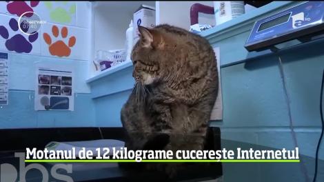 Motanul de 12 kilograme care a cucerit Internetul