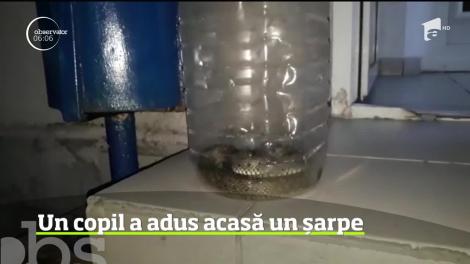Surpriză de proporţii pentru doi părinţi din Argeş. Copilul lor, de 13 ani, s-a întors acasă cu un şarpe