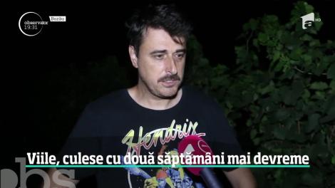 Miroase deja a toamnă! Viile se culeg mai devreme ca în alţi ani