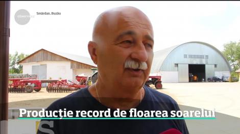 Producție record de floarea soarelui
