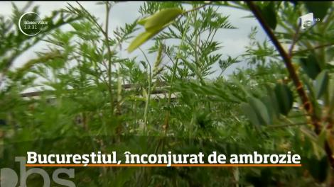 Bucureştiul, înconjurat de ambrozie