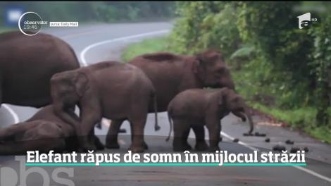 Circulație blocată de un...elefant epuizat! „Frații” lui au încercat, în zadar, să îl scoată de pe șosea - Video