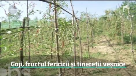 Goji, fructul fericirii şi tinereţii veşnice