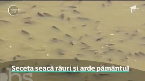 Tone de peşti se sufocă din cauza secetei care a secat mai multe râuri