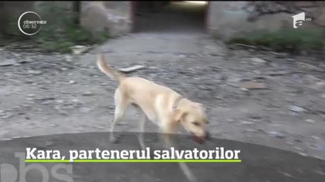 Un câine labrador a devenit salvator atestat internaţional pentru operaţiuni de căutare în dărâmături!