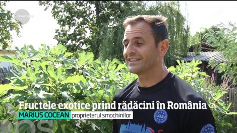 Verile din ce în ce mai lungi fac ca arborii cu fructe exotice să prindă rod în gospodăriile din ţara noastră