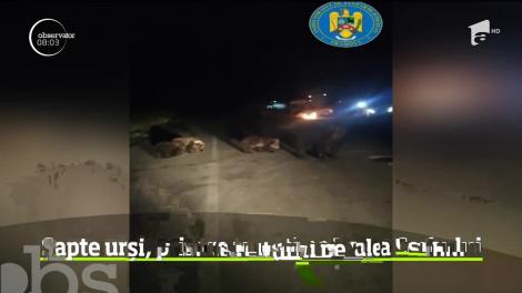 Panică printre turiştii campaţi în zonă Valea Cerbului din Buşteni! Șapte urși au venit în căutare de hrană