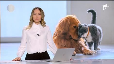 Aveţi acasă un câine, o pisică, un papagal sau un iepure? Aţi putea fi amendaţi cu sute de lei, dacă nu îl declaraţi