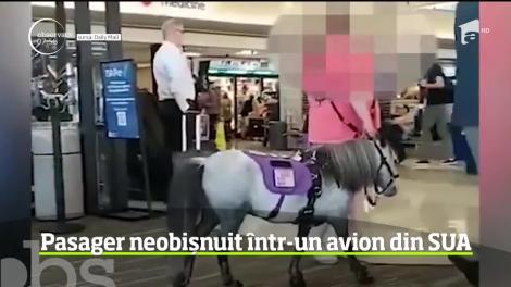 Pasager neobişnuit într-o cursă aeriană din Statele Unite: un ponei a zburat în cabină
