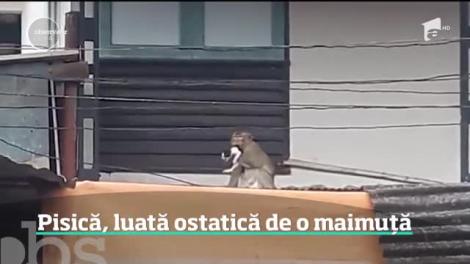Maimuţa care a luat ostatic un pisoi