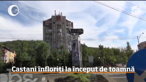 Castanii din Banatul Montan au înflorit, la început de toamnă