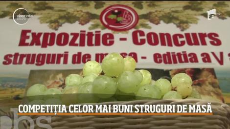 Competiția celor mai buni struguri de masă din Valea Călugărească