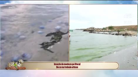 Neatza cu Răzvan și Dani! Litoralul românesc, invadate de meduze! Ce trebuie să știi despre ele și de ce nu trebuie să le atingi